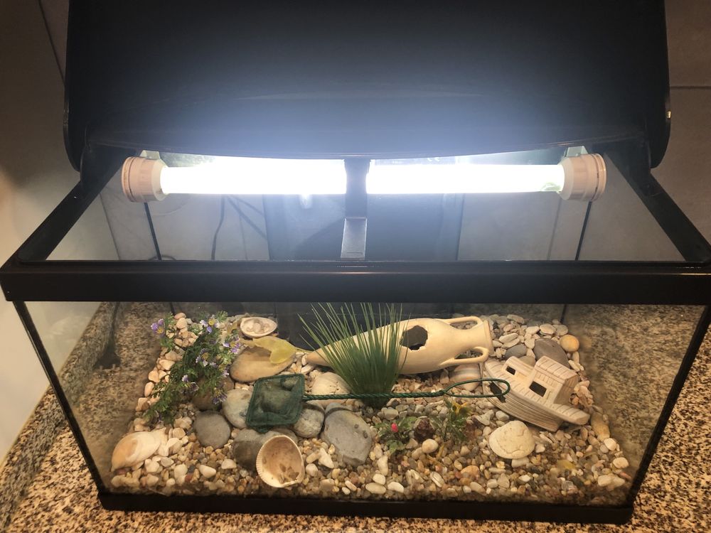 Aquario 60L e decoração