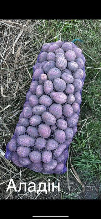 Продам картоплю різних сортів 10 грн за кг