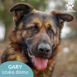 Bardzo duży Gary w typie Owczarka Niemieckiego!
