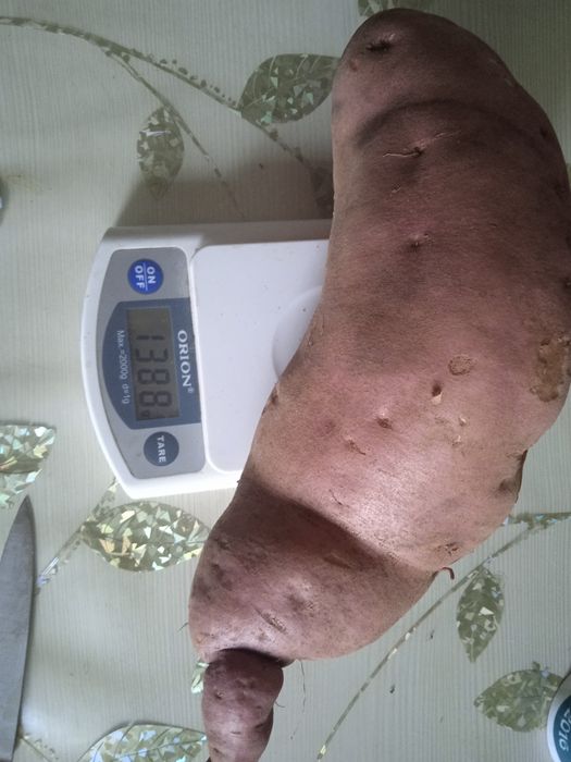 Продам батат (солодка картопля)