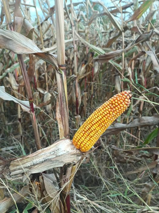 Kukurydza zbiór 2025