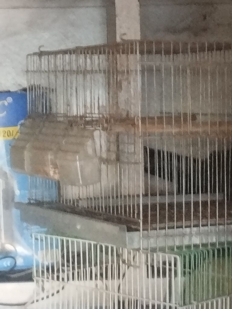 Gaiola para canários outros pássaros