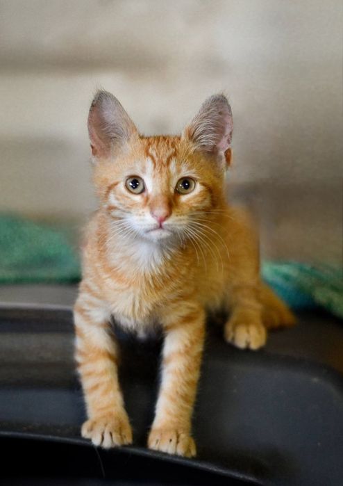 Отдам даром в добрые руки котят