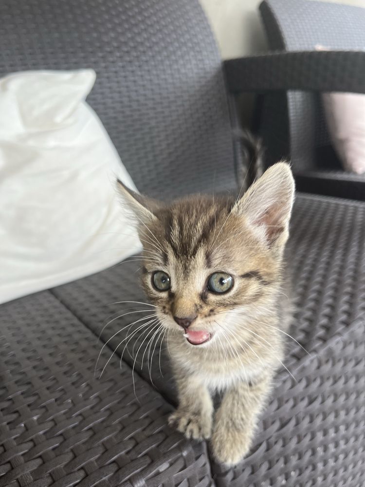 віддаємо котиків