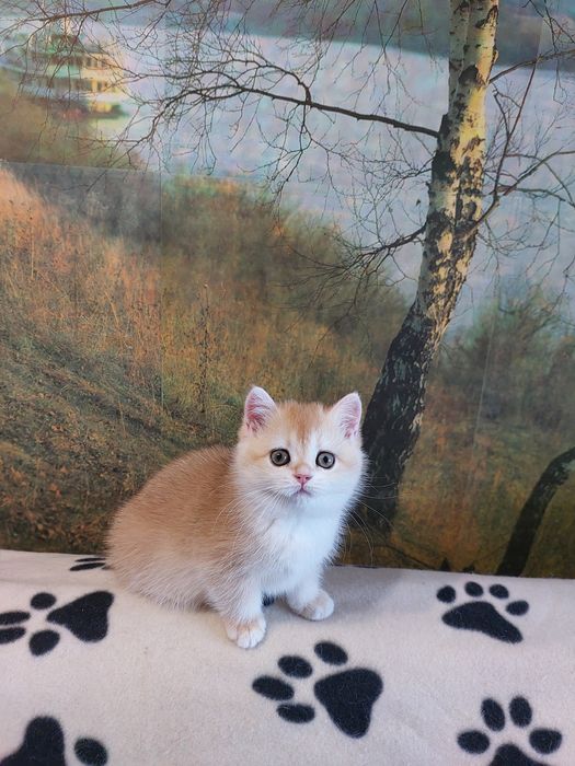 Золота шиншилла красуня