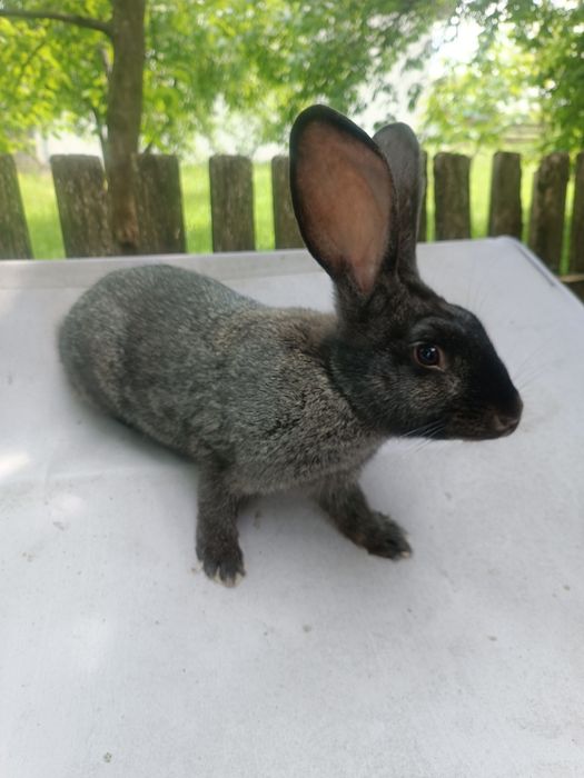 Продаю молоденькі кролики живою вагою