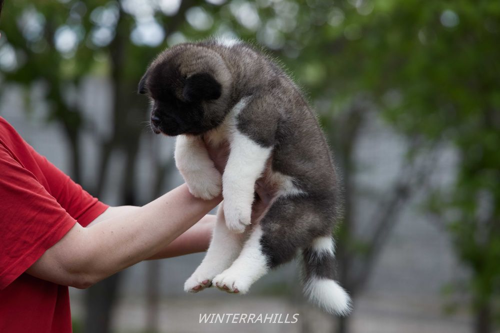Американская Акита ~ American Akita FCI ! КСУ