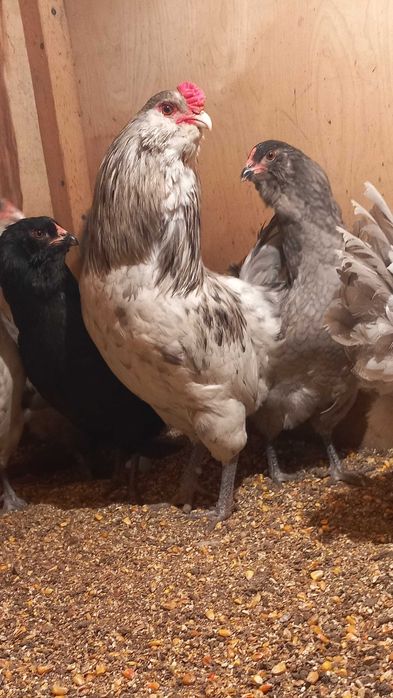 Инкубационное яйцо Амераукана.