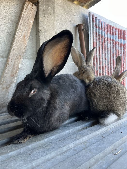 Samczyki olbrzym belgijski, bos