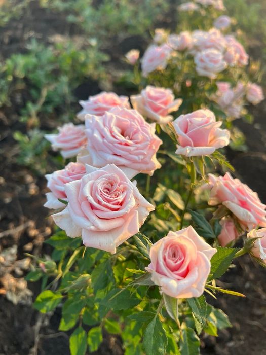 Продам саженцы розы