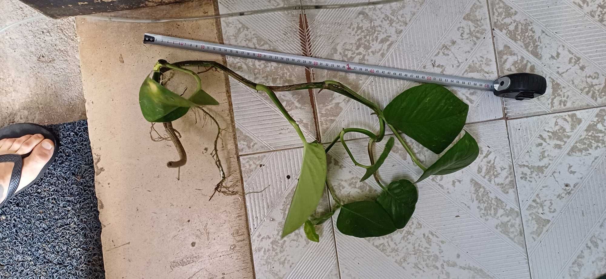 Giboia, pothos, epipremum aureum plantas