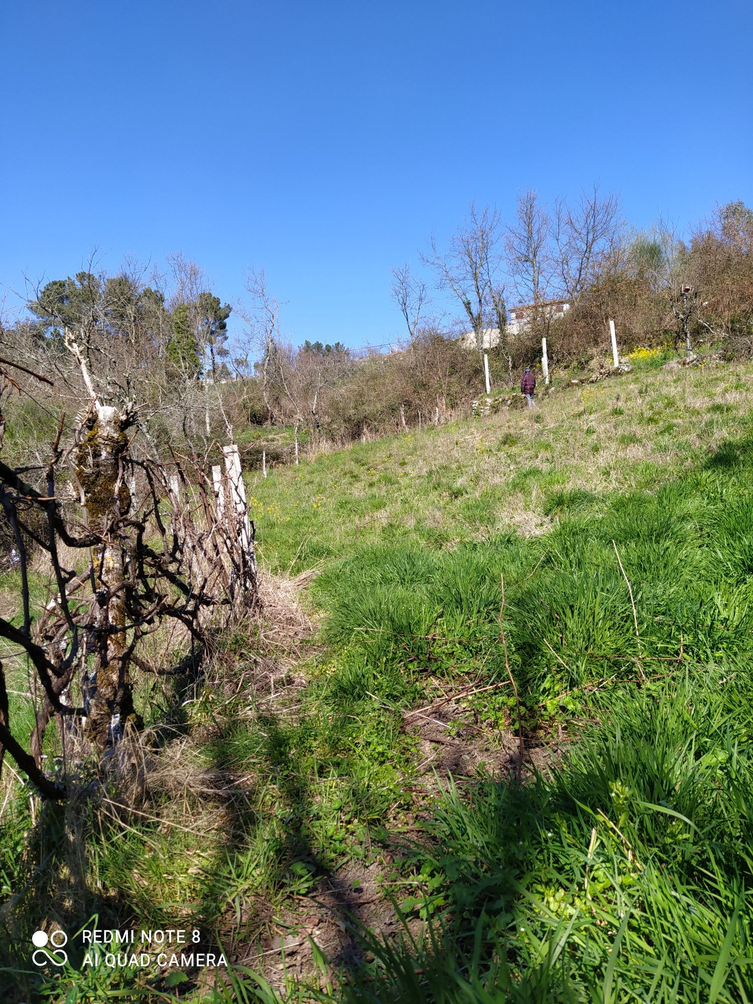 Terreno  com vinha e árvores