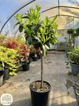 Prunus laurocerasus Novita, Laurowiśnia wschodnia, na pniu 70cm
