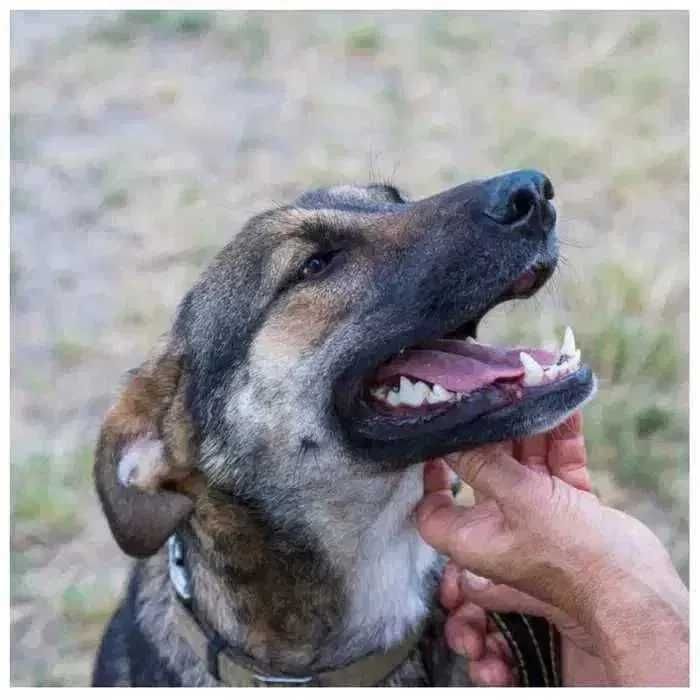 Молодая собака в добрые руки