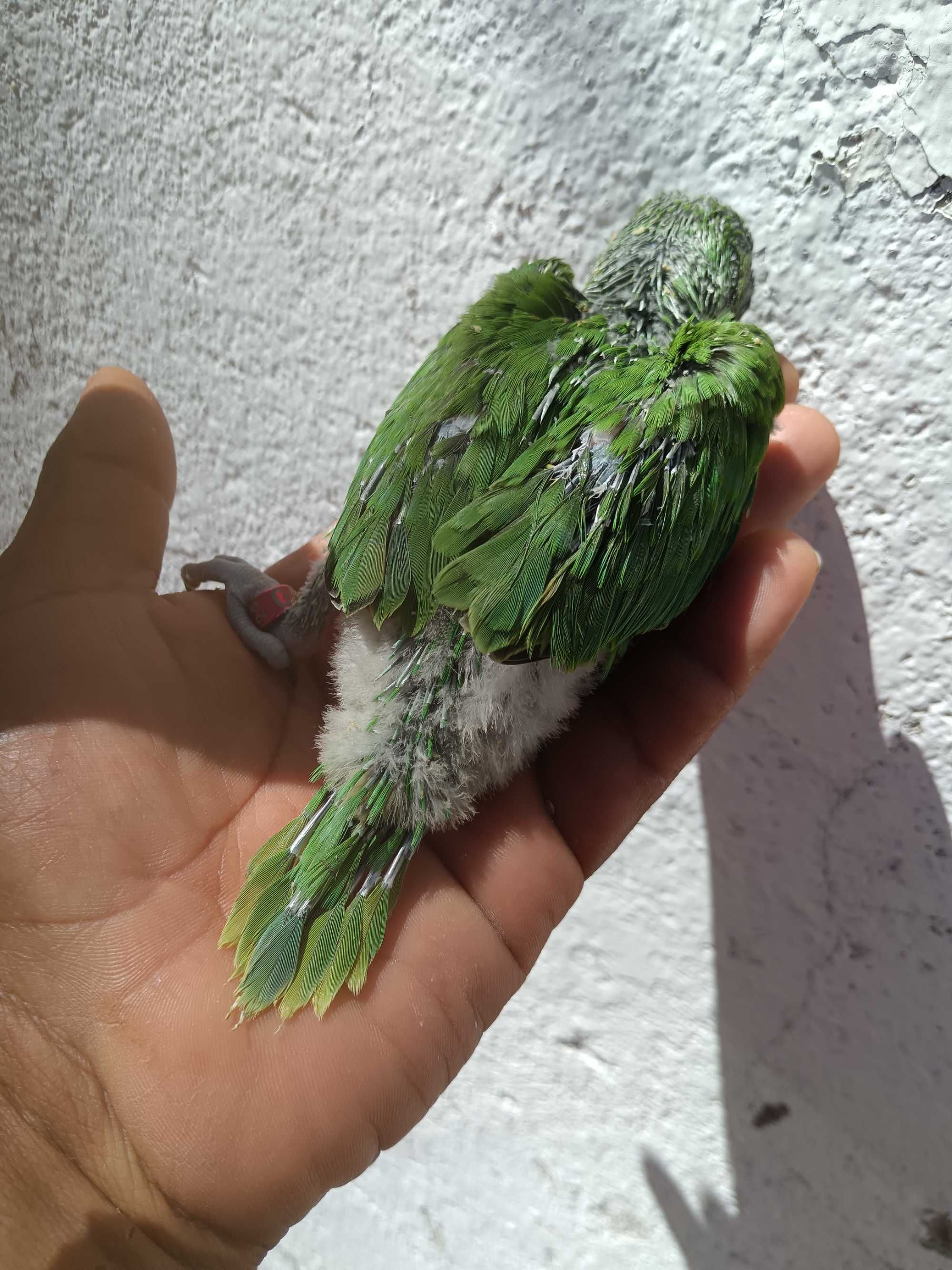 Ring neck bebés caturras agapórnis piriquitos