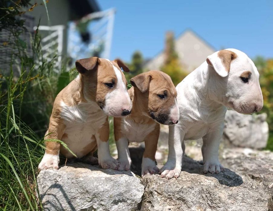 Bulterier Standard FCI/ZKwP Rude Białe