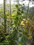 Plantas araçá amarelo, maracujá roxo, buxos e loureiro