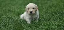Golden Retriever FCI