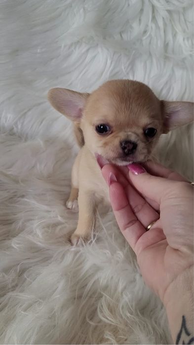 Chihuahua sunia beżowa merle