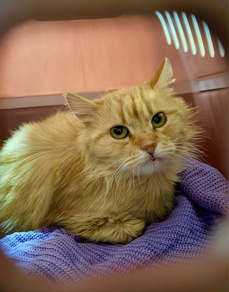 Рудий котик, рижий котик