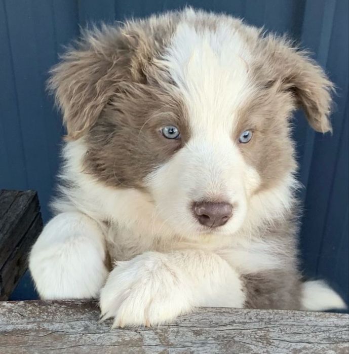Border Collie Lillac