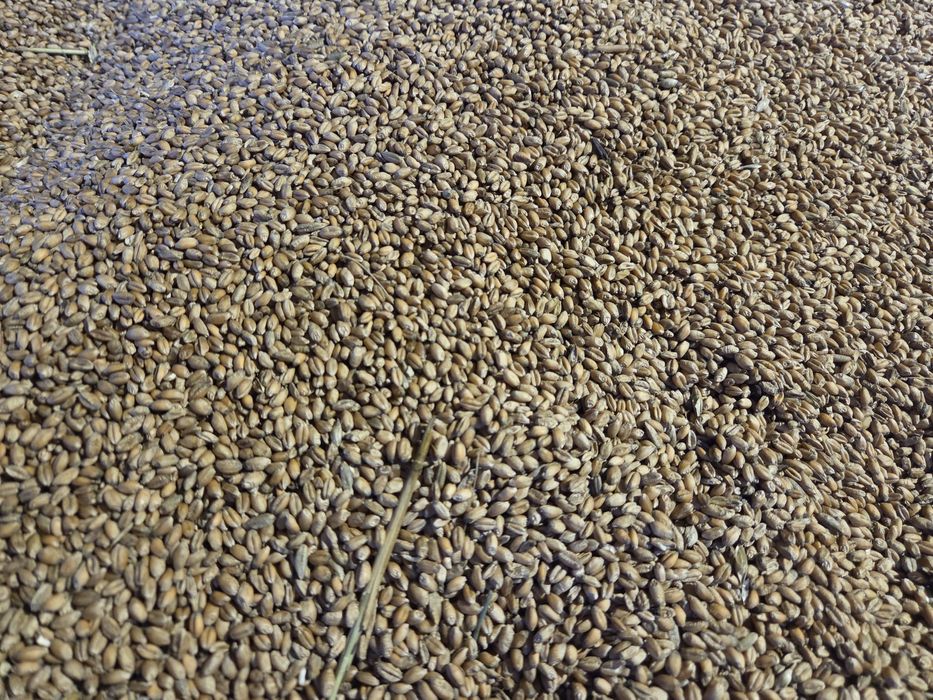 Zboże - pszenica wąsatka