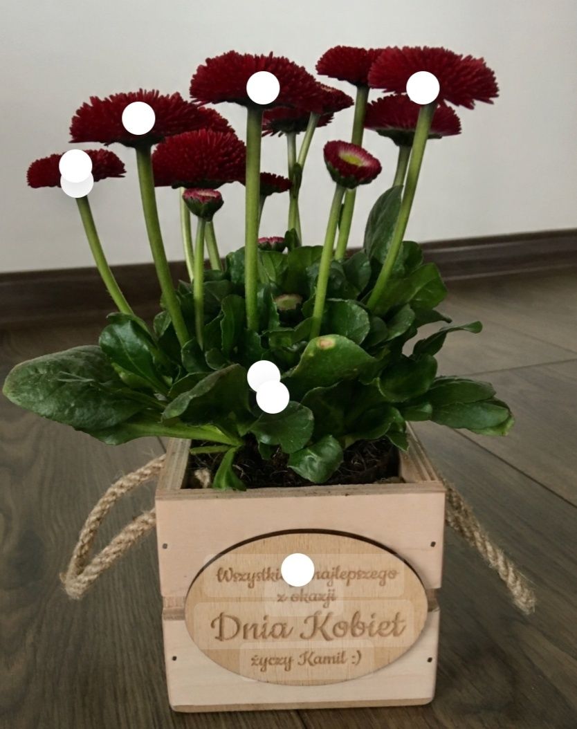 Kwiatek w doniczce