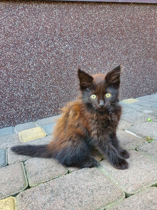 Котики в добрі руки