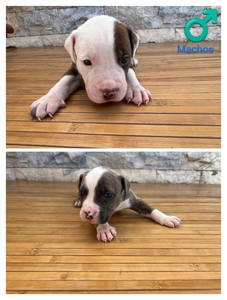 Filhotes PitBull