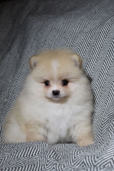 Міні і стандарт. Дівчатка