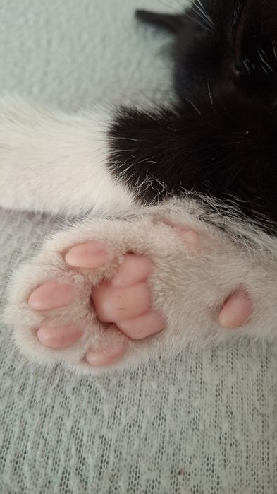 Oddam kotka w dobre ręce kotek szuka kochającego domku