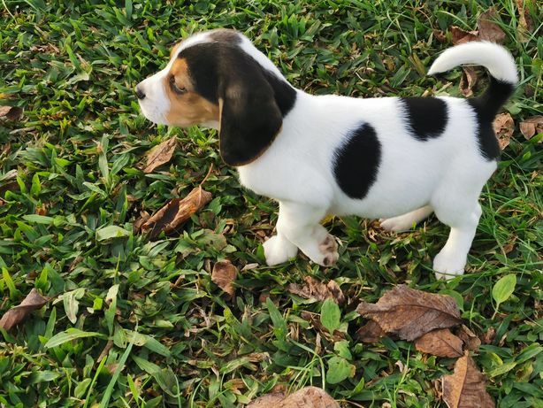 Beagle tricolor fêmea, entrego em todo o país país com lop