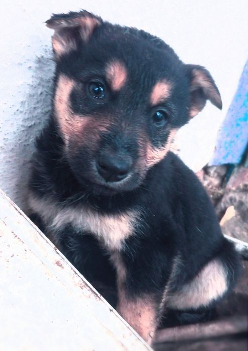 Щенята, собачки,