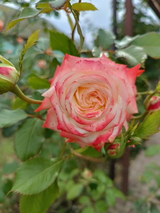 Продам кусты  роз .