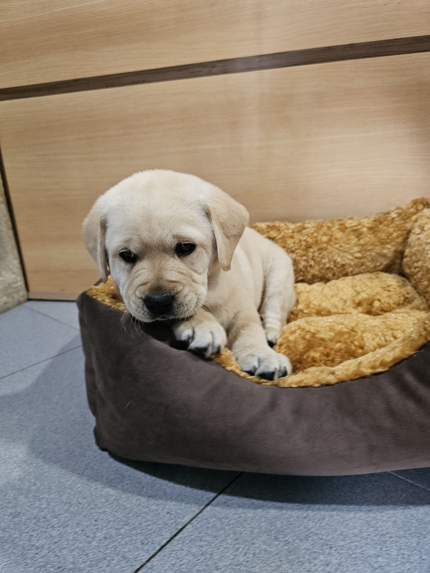 Labrador fêmea pura