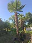 Palma trachycarpus fortunei wysokość 350 cm