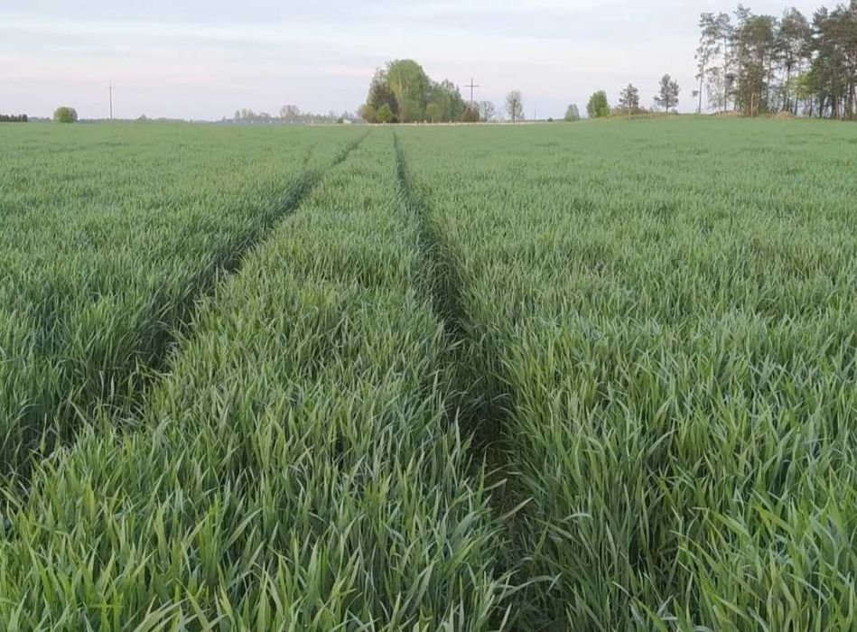 Żyto hybrydowe KWS Fidalgor