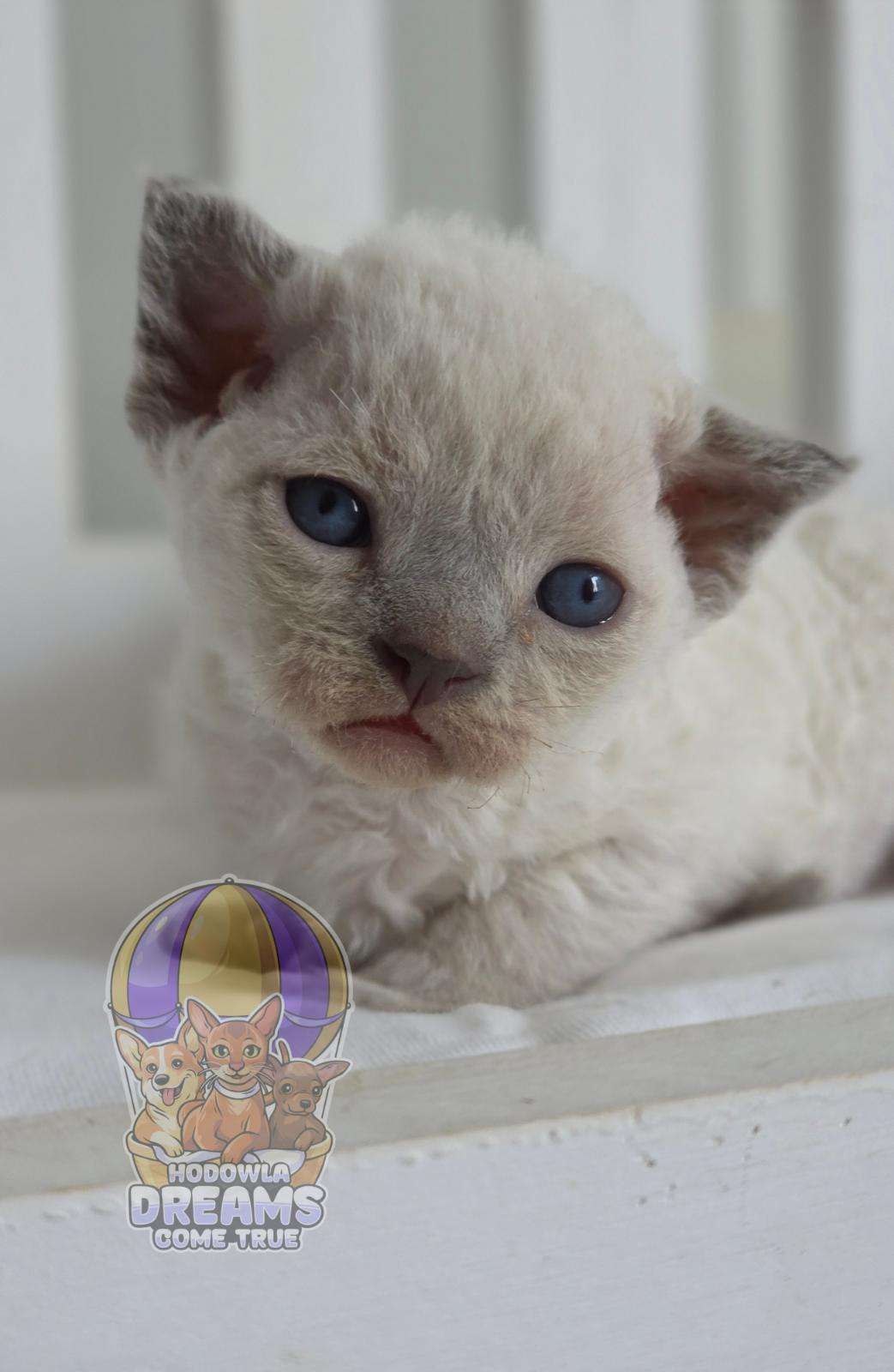 Devon Rex "*Niebieskooki Kocurek **Do Rezerwacji
