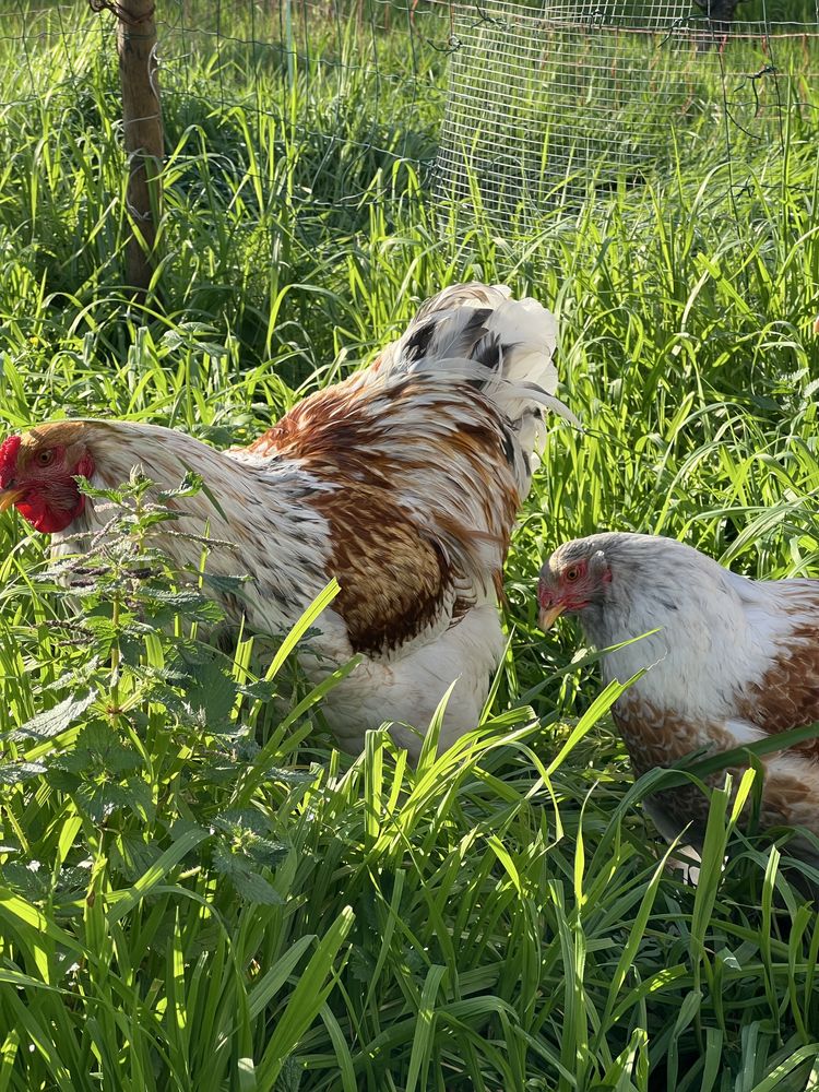 Pintos brahma red pyle
