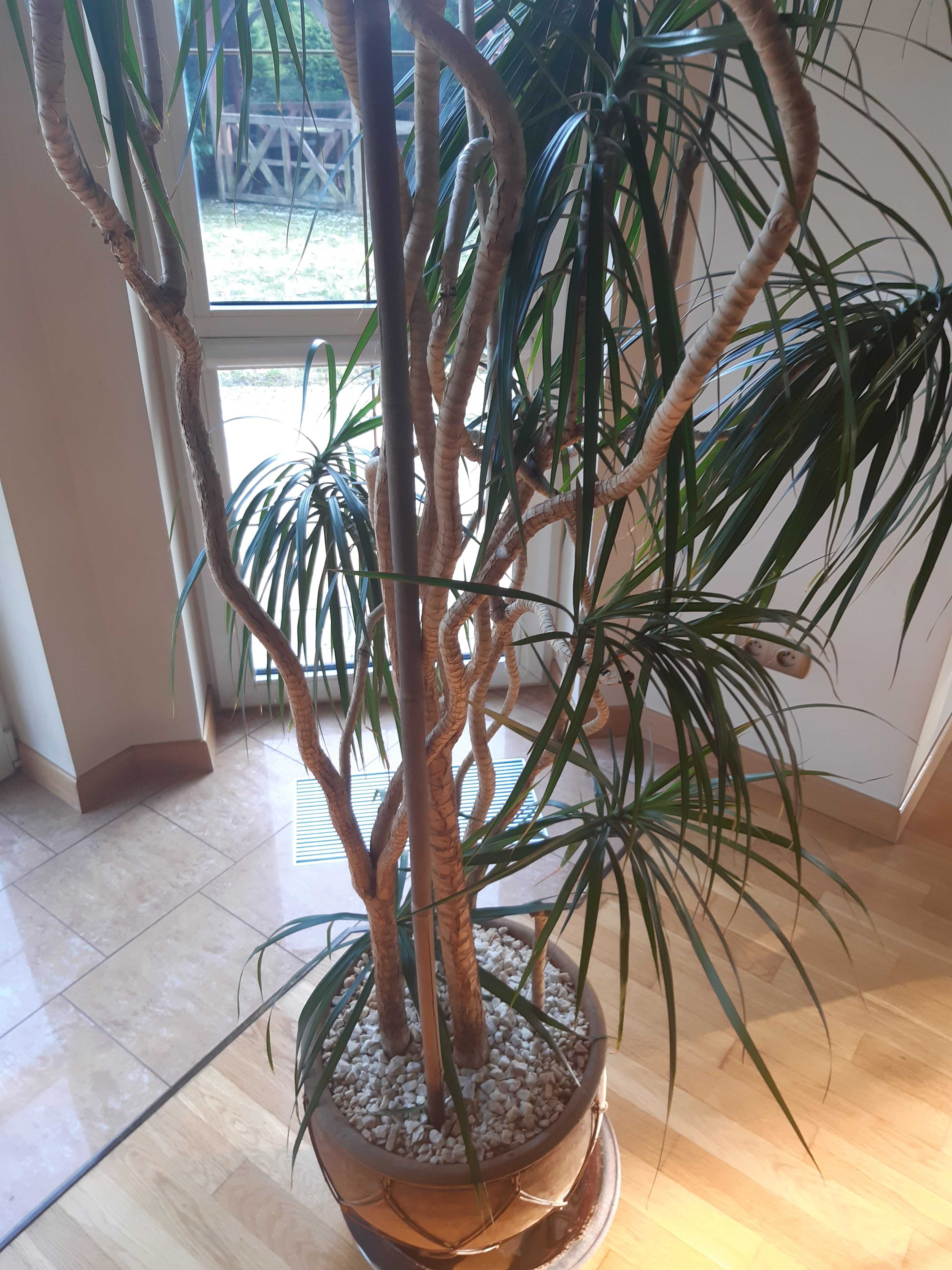 Dracena z doniczką i podstawką z kółkami.