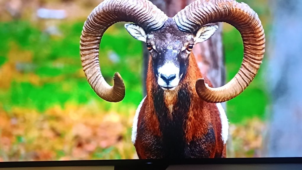 55 дюймов 9 серия Oled 120Hz Sony KD-55AG9  HDR 4K Android