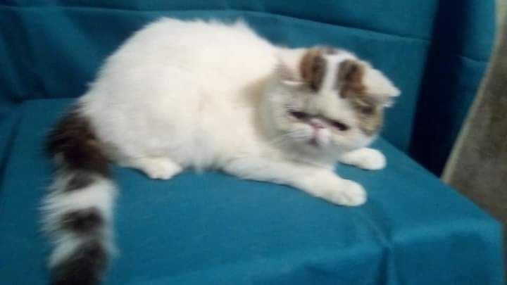 Отдам в добрые руки котика экзота