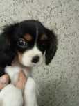 Cavalier King Charles Spaniel pies