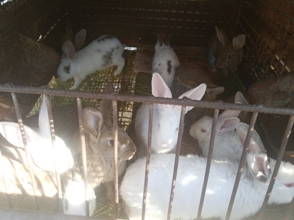 Продам кроликів різного віку