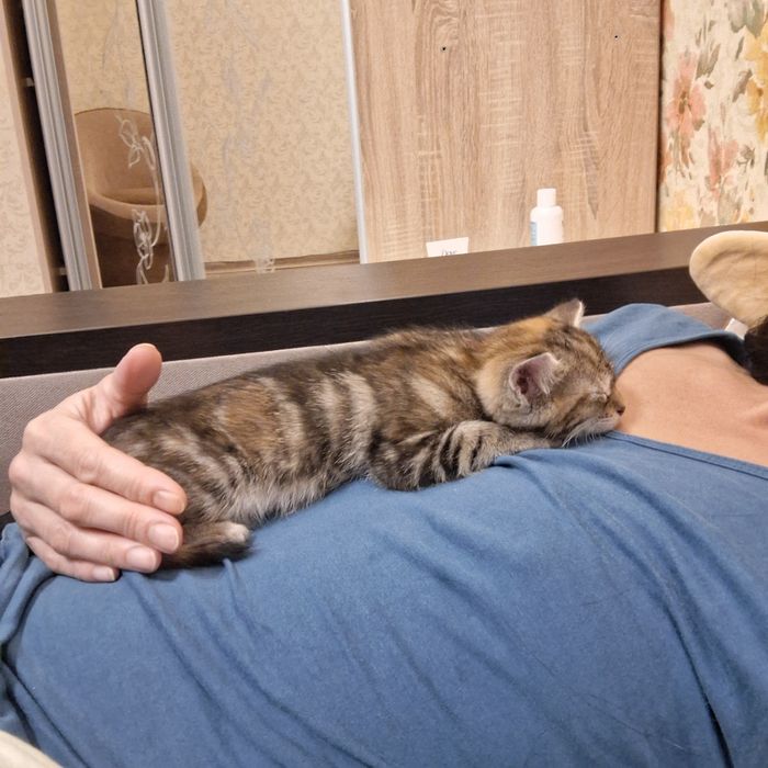 Кошеня дівчинка 1,5 місяця