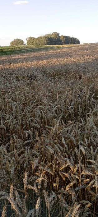 Pszenica ozima /jara