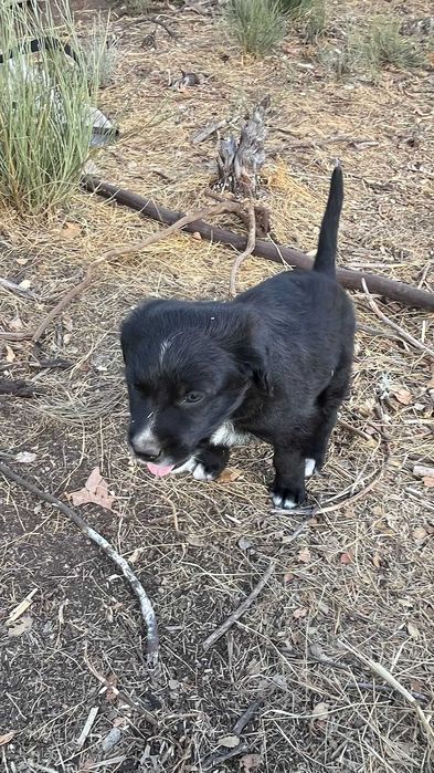 Lindos cachorrinhos mestiços (Serra da Estrela) Raça Rrande