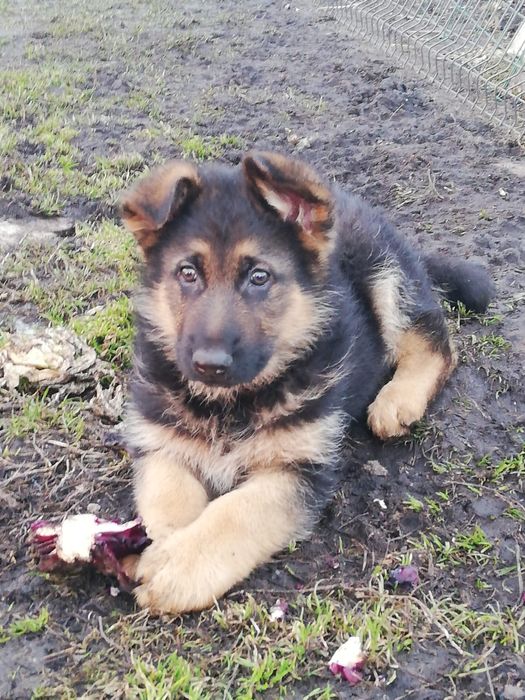 Sprzedam owczarka niemieckiego