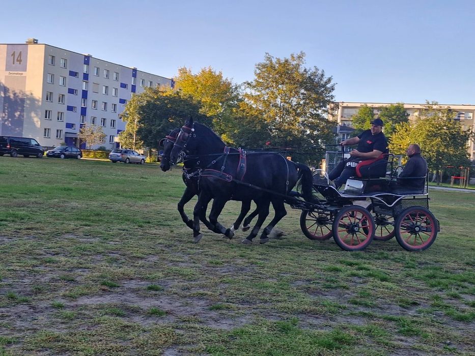 Para koni zaprzęgowych