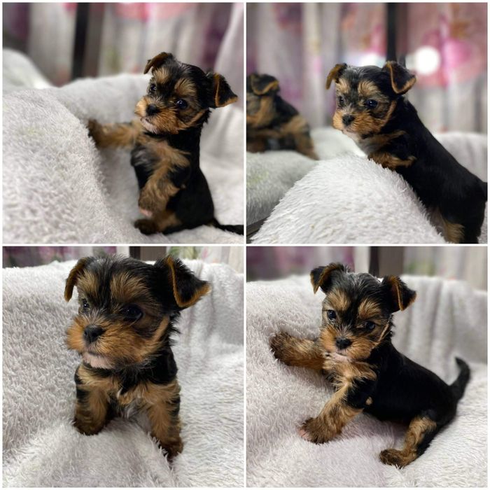 Відкрита бронь на міні-міні крошек